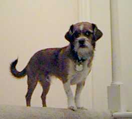 Mighty Samson, the QRP Dog